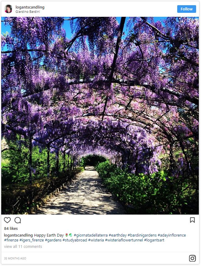 wisterai flower magical tunnel