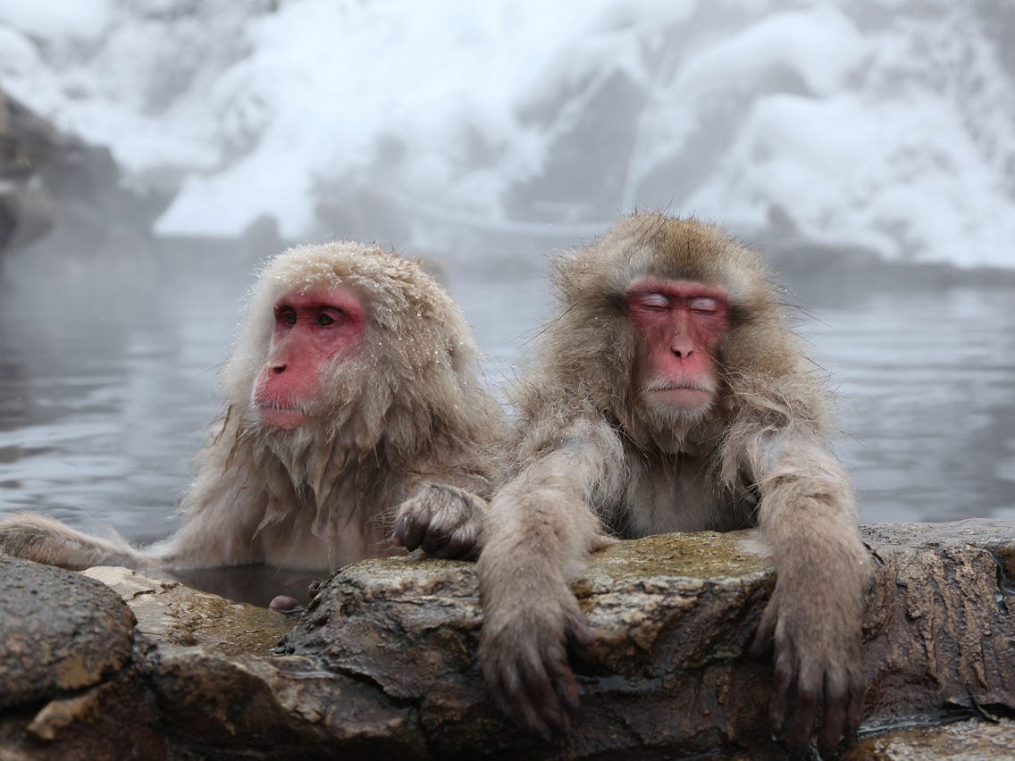 Japanese Macaque dead