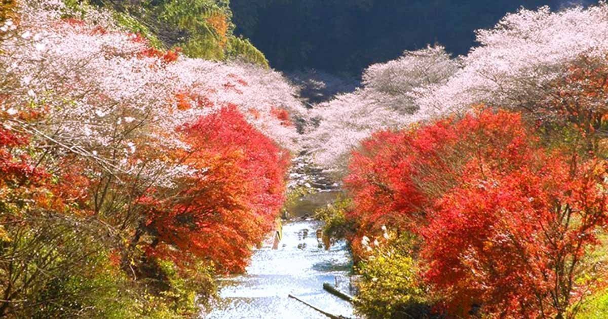 Sakura and Autumn leaves 