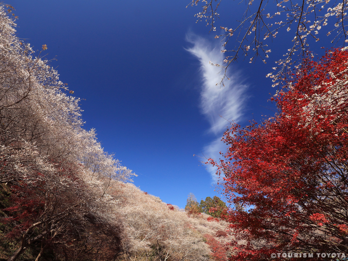Sakura Autumn Leaves
