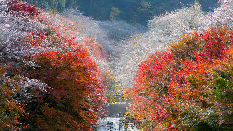 Obara district sakura and autumn leaves festival
