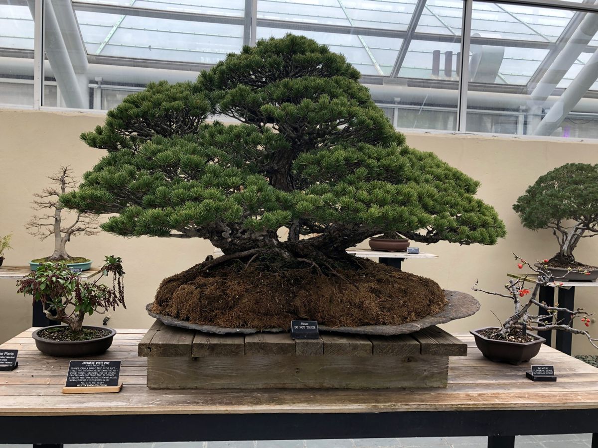 expensive bonsai trees