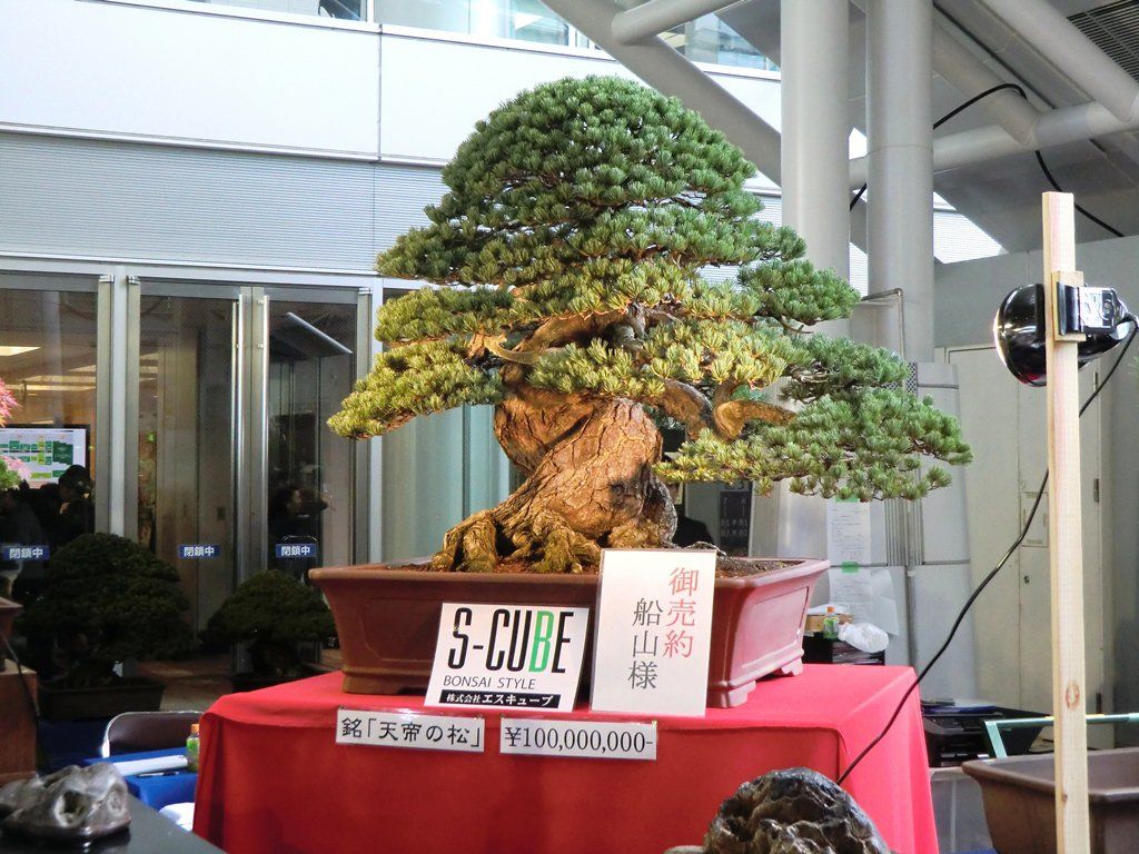 Most expensive bonsai trees