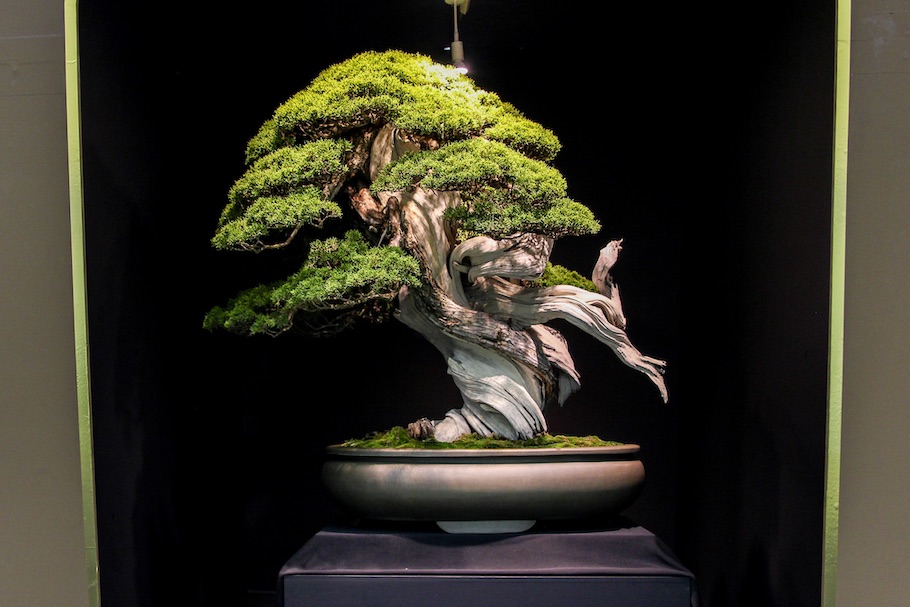 expensive bonsai trees