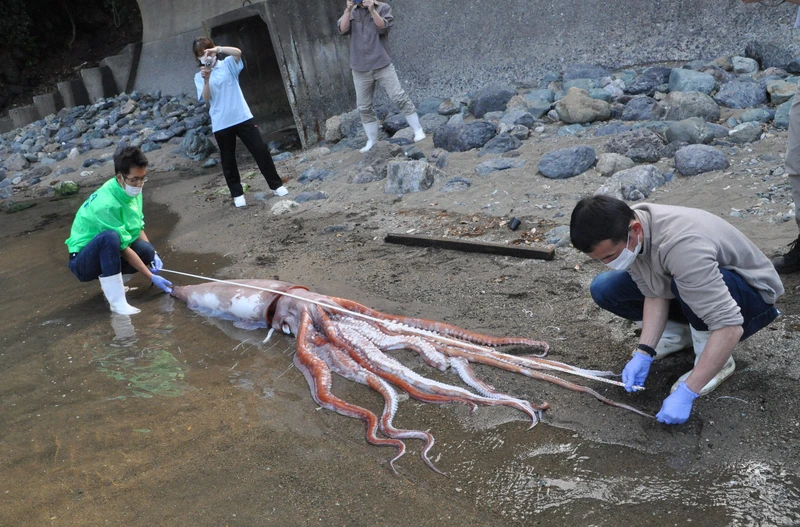 3m long giant squid found in Ugu Beach