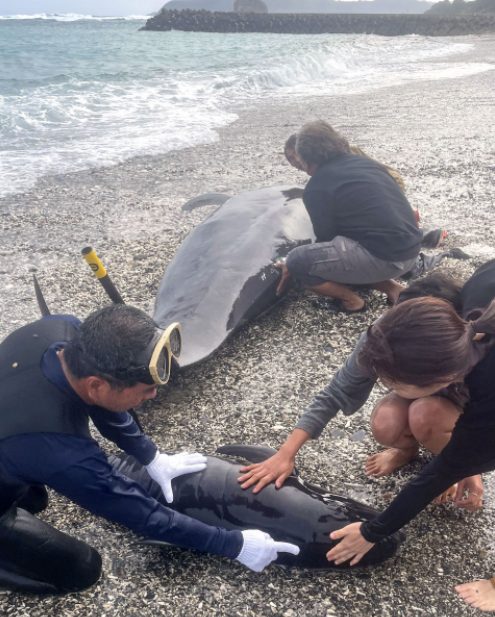 beached whale dies during rescue attempts in Japan