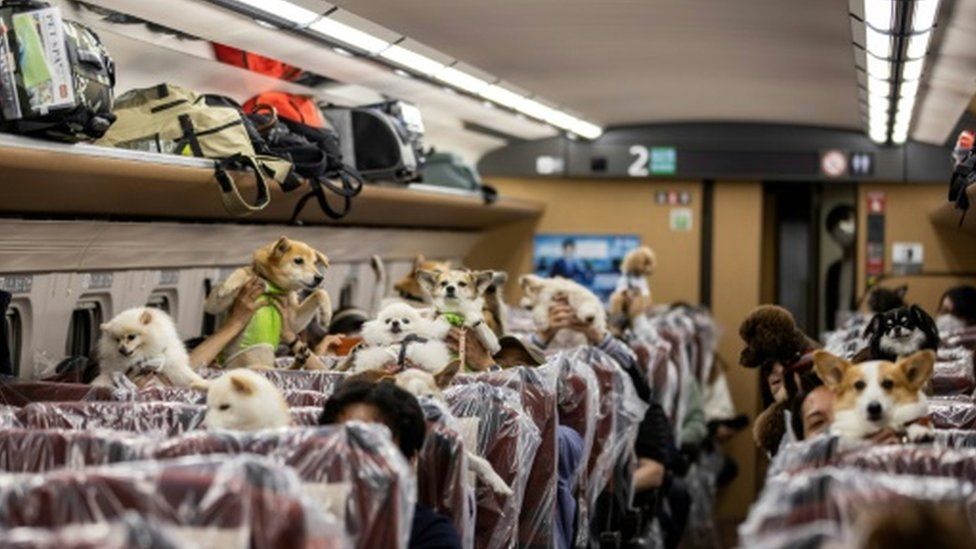 Dogs in bullet trains
