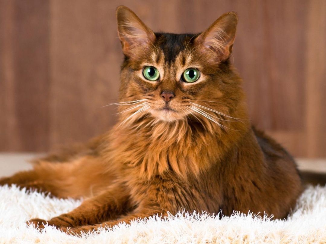 best breeds of cats to own in Japan 2021