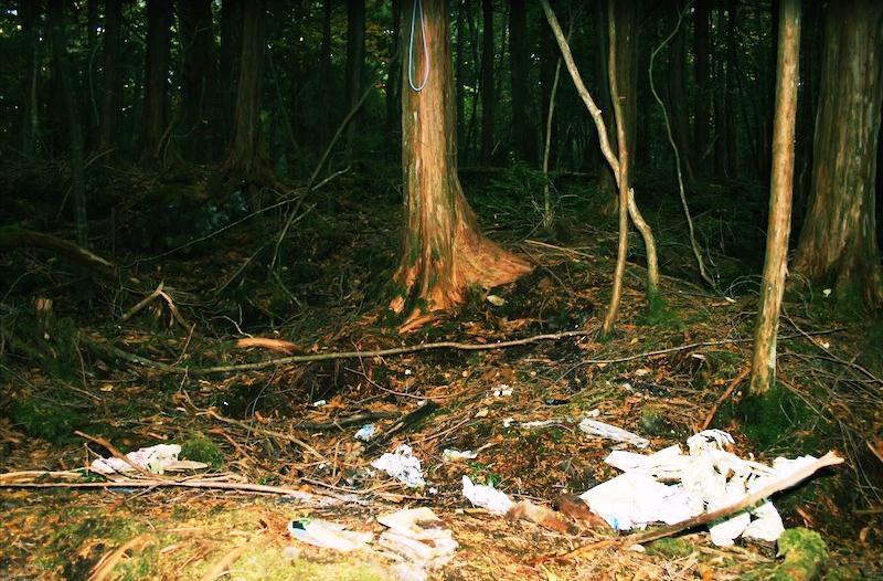 Japanese suicide forest of Aokigahara