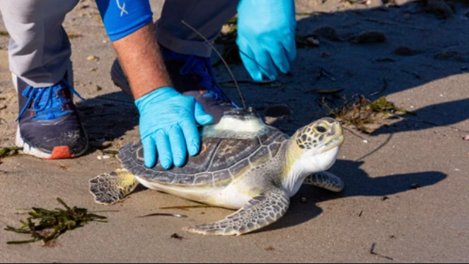 Sea turtles found stabbed in japanese island