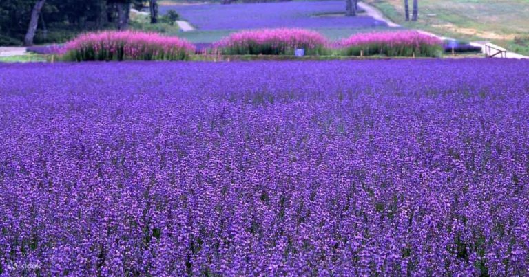 Tambara Lavender Park