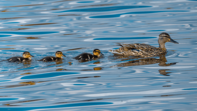 Duck and Ducklings moving in formation