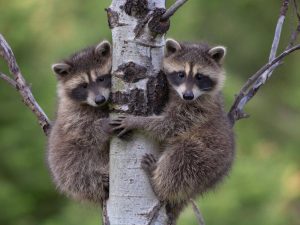 How Japan inherited its Raccoon problem