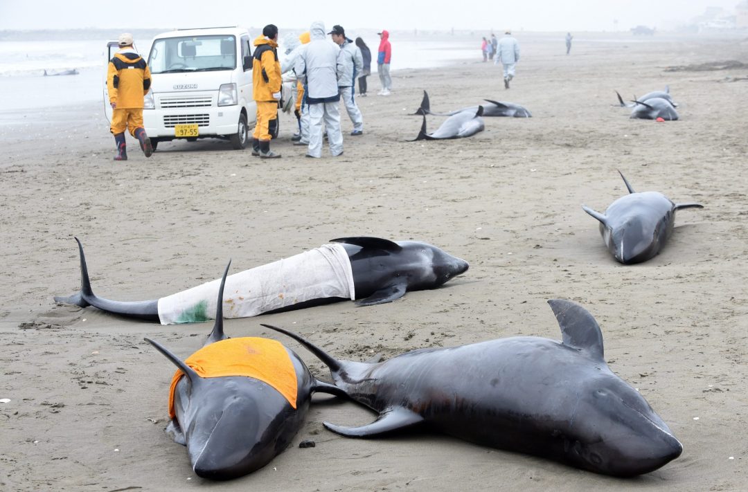 Dolphins beached in Japan