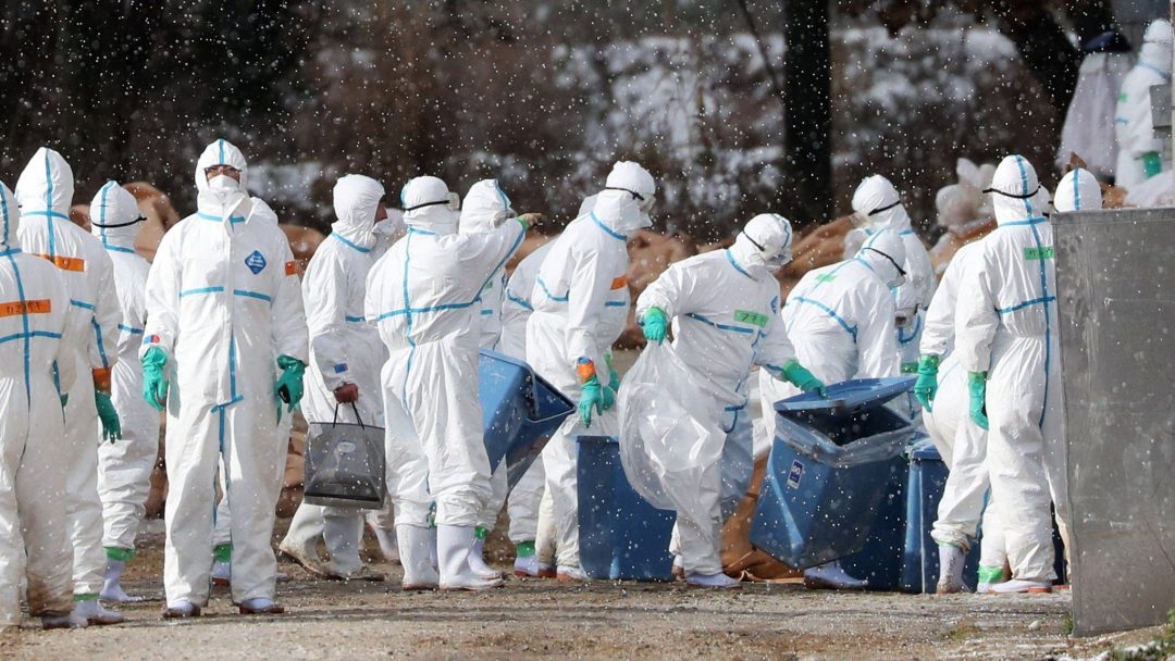 Japan is running out of land to bury chickens because of Avian flu
